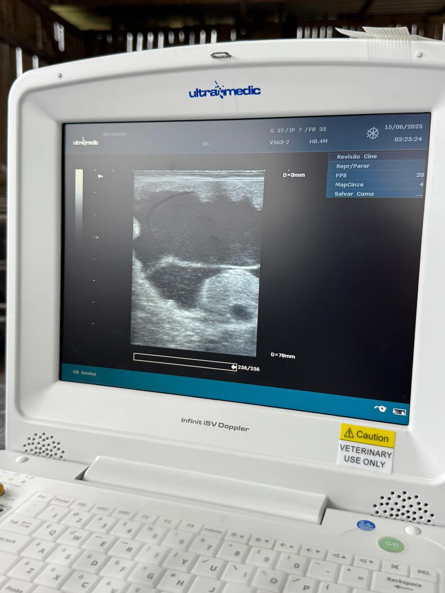 Imagem de ultrassom de exame bovino no monitor do i5V